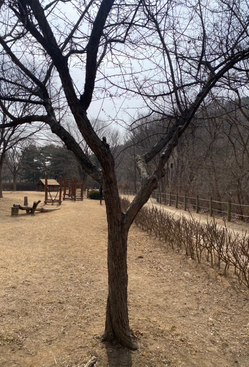 동네숲3. 나무야 나무야, 내 마음을 아니 : 네이버 블로그, image size:800x1177