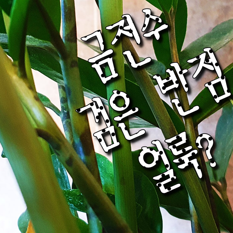  금전수 키우기 #1 금전수 줄기 검은 반점, 얼룩의 정체는?
