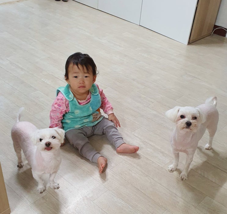  아기와 강아지 키우기 전에 알았다면 좋았을 것들 5가지
