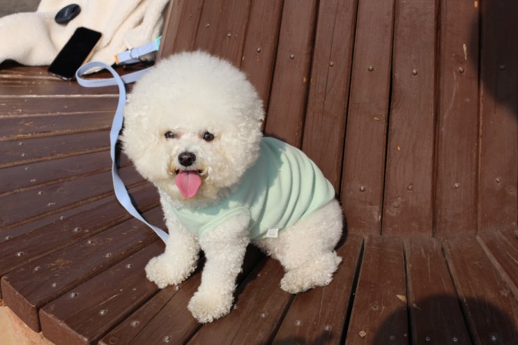 애견옷쇼핑몰추천 퀄리티 좋은 강아지의류는 뚜비두밥에서 민소매, 겨울 티셔츠 다양하게 애견의류 장만해요