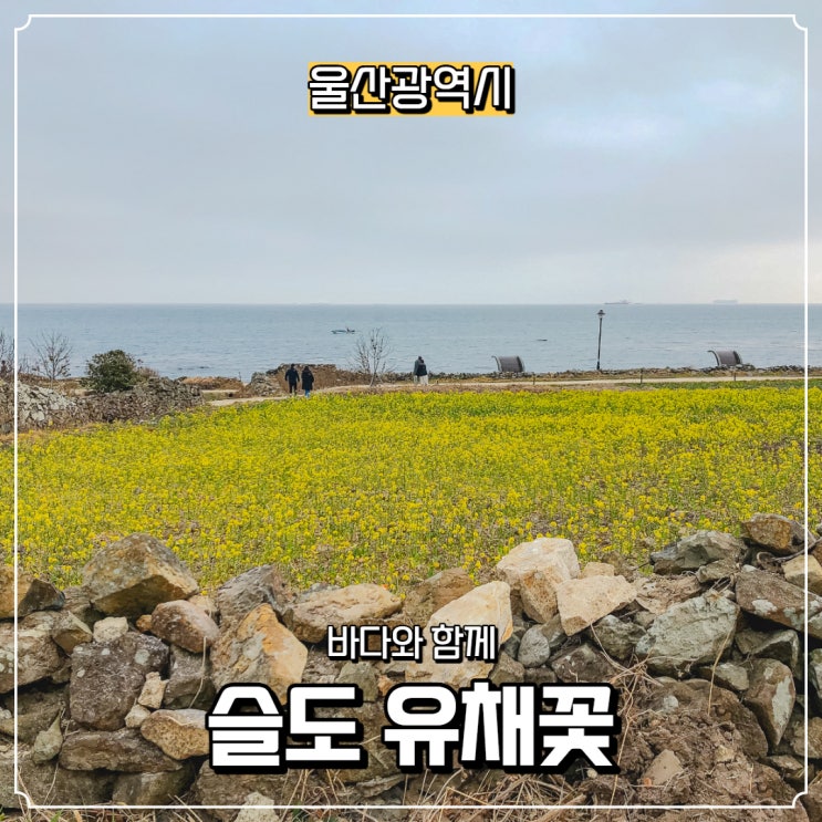  [울산광역시] 울산 동구 가볼 만한 곳, 슬도 유채꽃 & 일몰