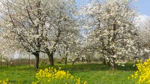 The Widow's Lament in Springtime The Widow's Lament in Springtime