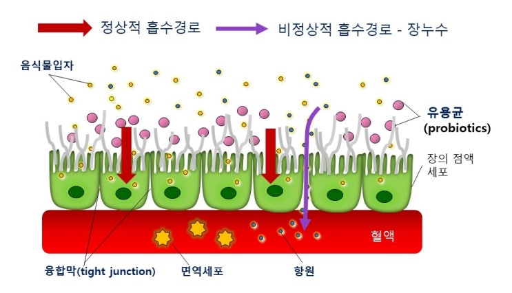 염증과 다이어트, 지방세포와 아디포넥틴(Adiponectin)