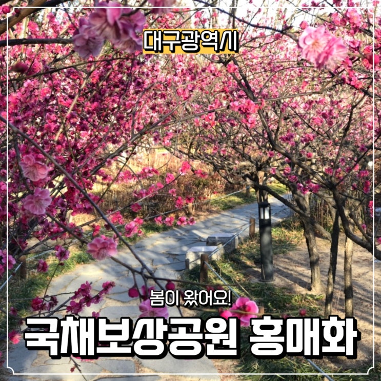  [대구광역시] 대구 가볼 만한 곳, 국채보상운동기념공원 홍매화