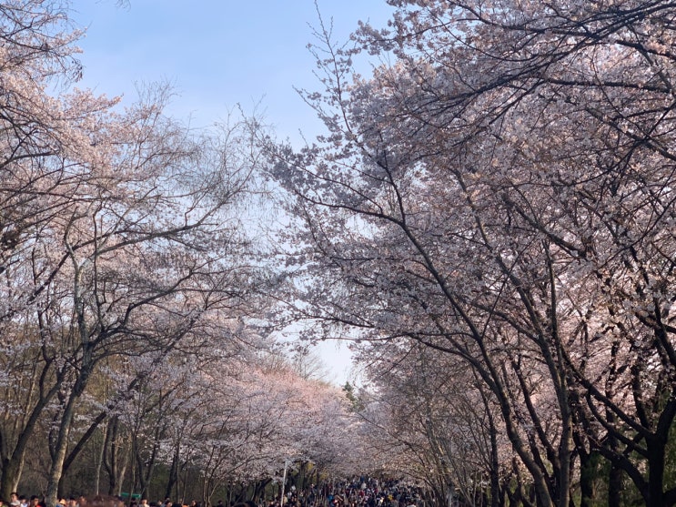 2022 벚꽃 개화시기/만개시기 벚꽃 명소 및 벚꽃 꽃말