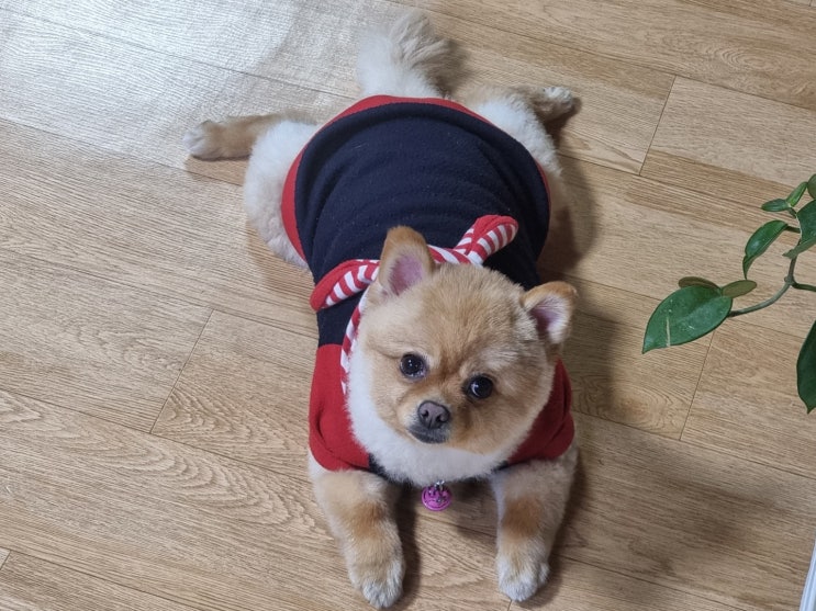  매우 행복한 사랑이