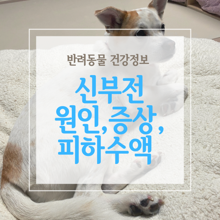  강아지 신부전 원인과 증상, 그리고 피하수액