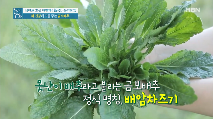  곰보배추(배암차즈기)의 효능