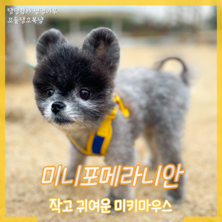  초소형견 미니 포메라니안 성격과 수명 털빠짐 (ft. 미키마우스)