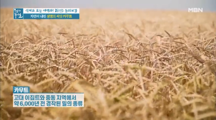  당뇨병에 도움이 되는 카무트 효능
