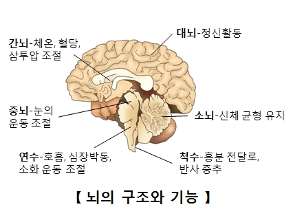 [뇌질환] 뇌의 기능, 질환 그리고 식단