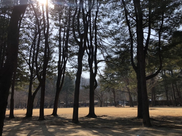  가평 당일치기 여행 - 남이섬, 레일바이크, 아침고요 수목원.