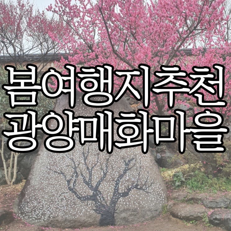  봄 여행지 추천 광양 매화마을 개화현황 및 주차장 주소