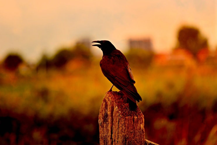 The Raven The Raven