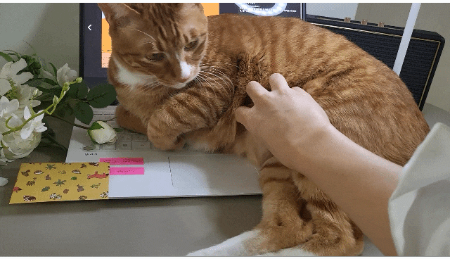  고양이 어디까지 만져도 되니(뱃살되나요)+사료토 기록