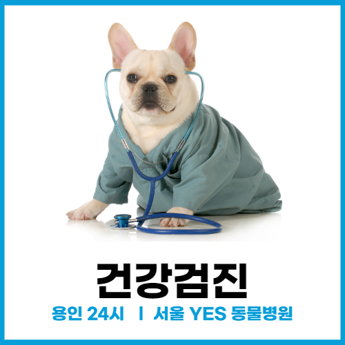 [강아지 건강검진] 노견, 소형견, 고양이 가능 (용인, 분당 24시 서울YES동물병원)
