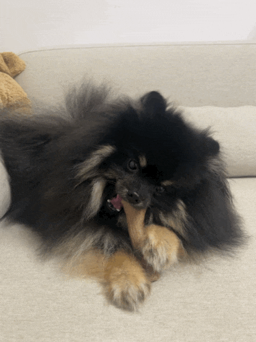  스타필드 몰리스샵 에서 구매한 ! 펫스테이지 우드스틱 S