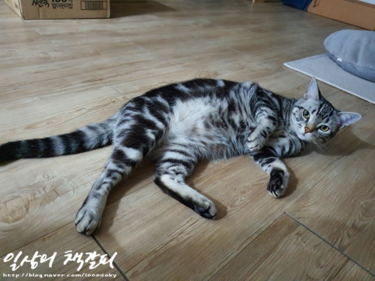  <2인2묘 라이프> 2022. 3. 6. 사랑스러운 내 고양이들