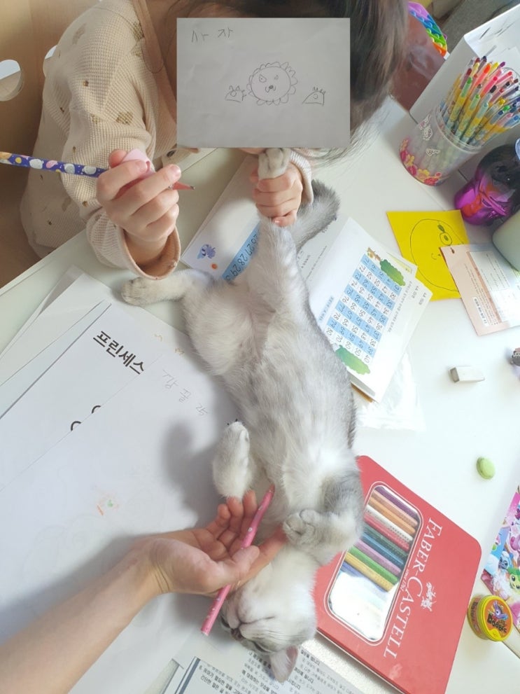  학습지 방해하는 고양이