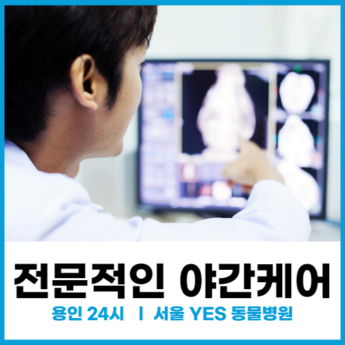  [용인 죽전 24시 전문 동물 병원] 18년 경력 원장님의 야간케어