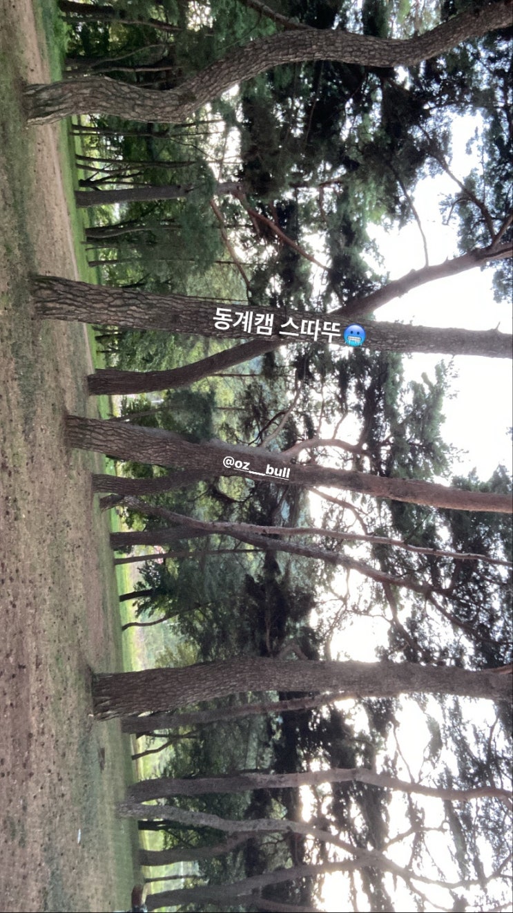 대구 근교 밀양 애견동반 캠핑장 밀양기회송림 야영장