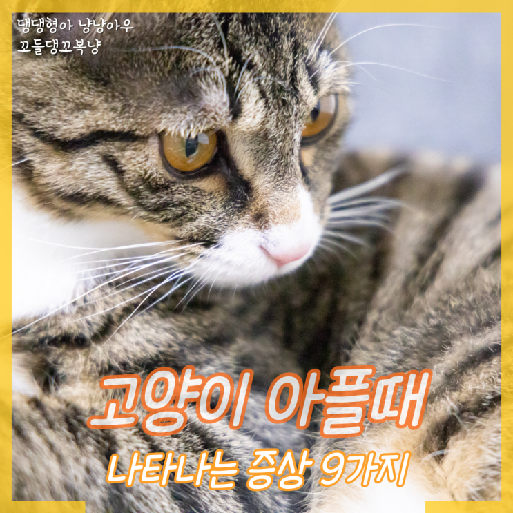  고양이 아플때 기본적으로 나타나는 증상 9가지