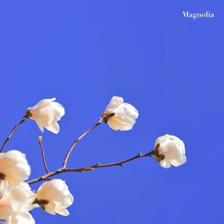 Aden(에이든) - Magnolia [노래가사, 듣기, Audio]