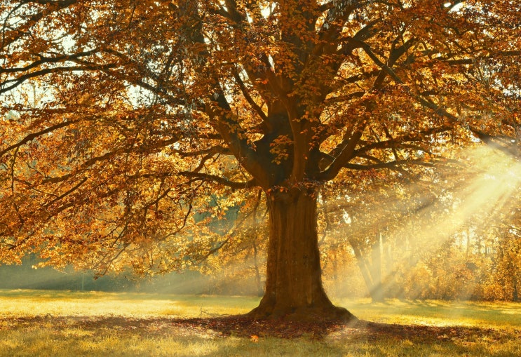 The Folly of Being Comforted The Folly of Being Comforted