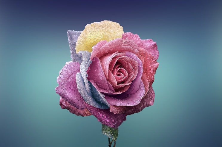 The sick rose The sick rose