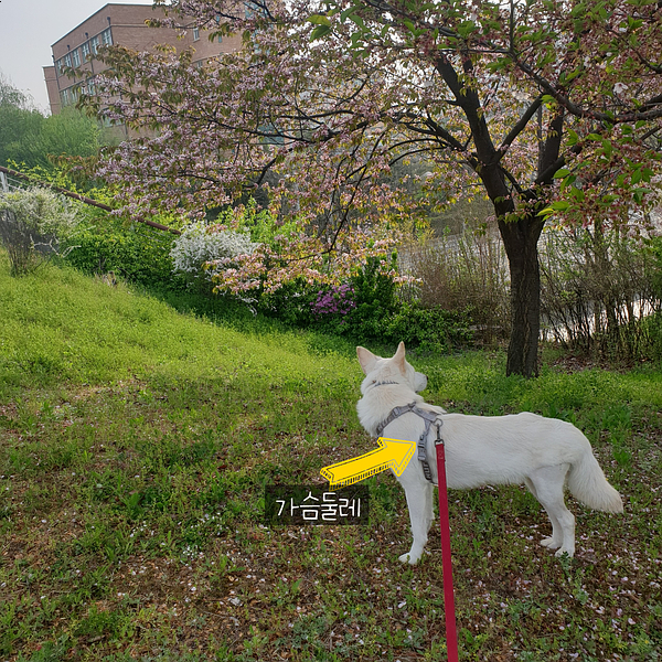 중형견 후르타 벤처 하네스 사용 후기