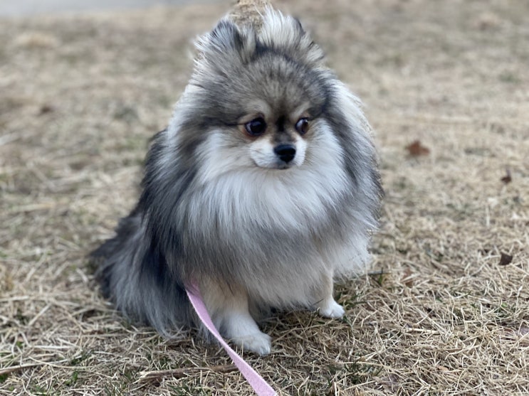  평범한 꾸꾸의 산책