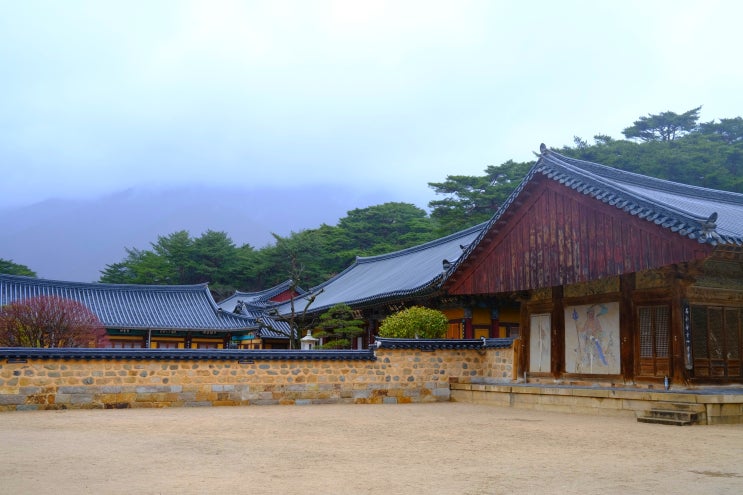  경남 양산 통도사 홍매화와 비오는날의 절경