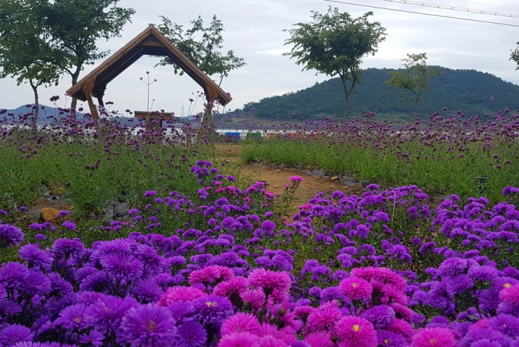 보라 · 분홍 물결에 내 마음 출렁..