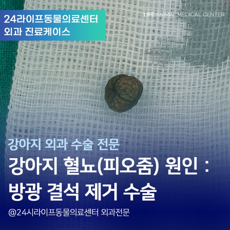 강아지 혈뇨(피오줌) 보는 원인! / 대구강아지방광결석 수술 후 관리까지 : 24시라이프동물의료센터 강아지 혈뇨(피오줌) 보는 원인! / 대구강아지방광결석 수술 후 관리까지 : 24시라이프동물의료센터