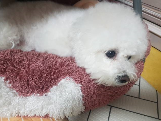  강아지도 우울증 어떻게 할까요?