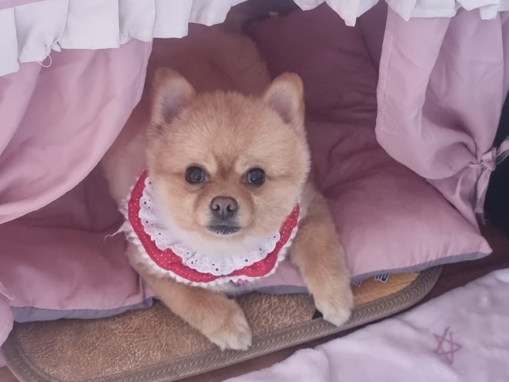  오늘도 행복한 인절미 사랑이