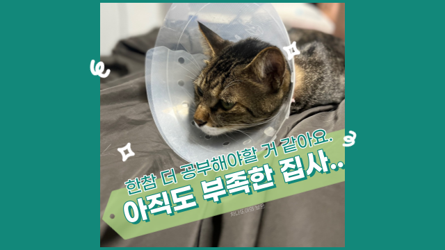  하마터면 차차를 잃어버릴 뻔한 이야기. 평생 초보 집사 일 것 같다.