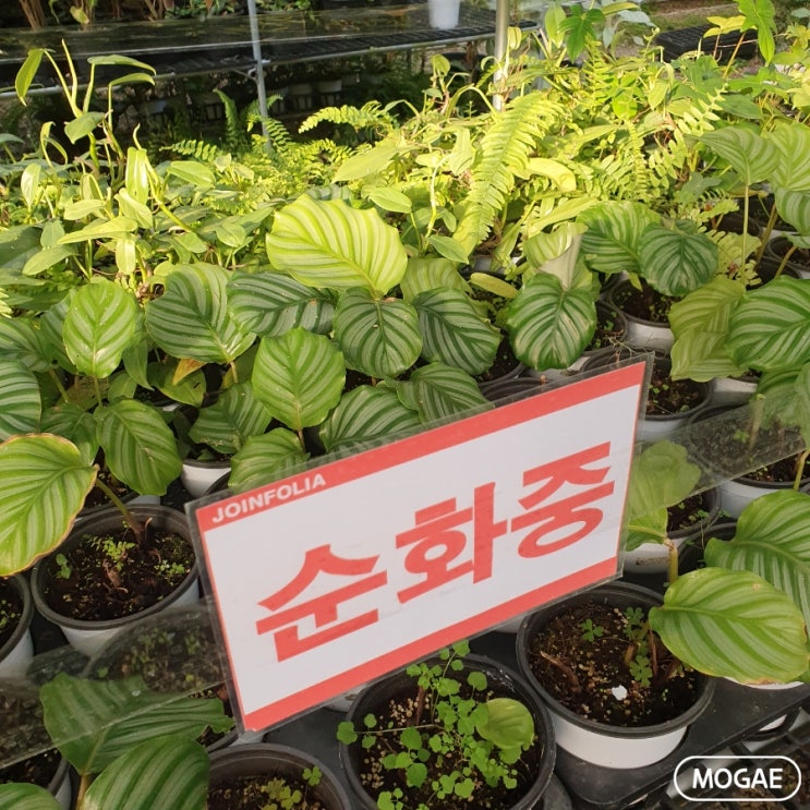  파주 조인폴리아 나들이 (3월 식물 소개)