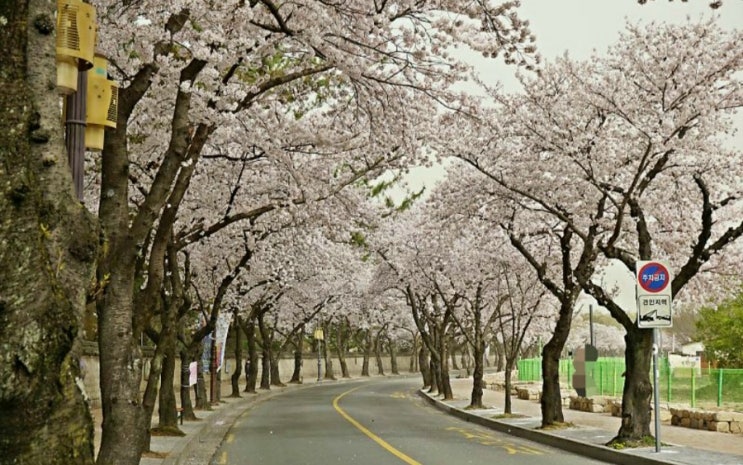  2022년 경주 벚꽃 개화 만개 시기 및 경주 벚꽃 명소