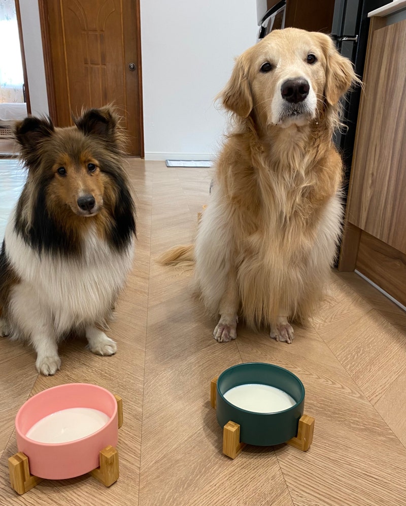 강릉여행]무스, 무디와 함께 하는 1박 2일 여행💚 : 네이버 블로그, image size:800x995