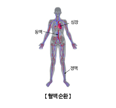 [혈액순환]혈액 순환(Blood circulation)의 정의, 질환 그리고 식단