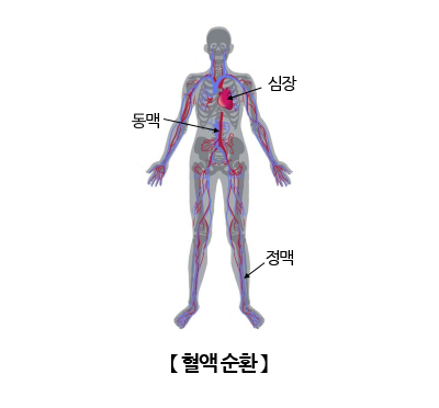  [혈액순환]혈액 순환(Blood circulation)의 정의, 질환 그리고 식단