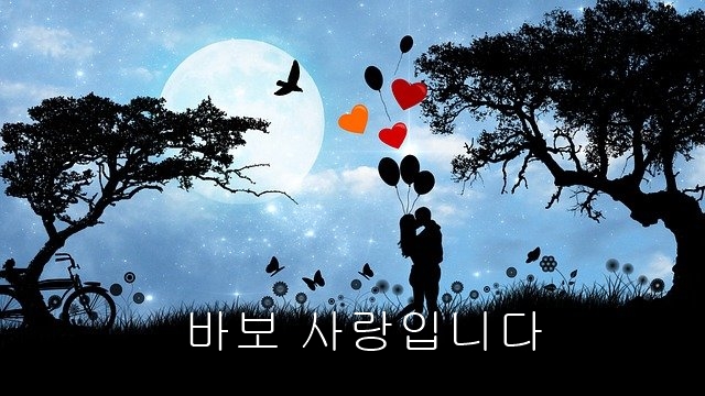  바보 사랑입니다 -도지현-