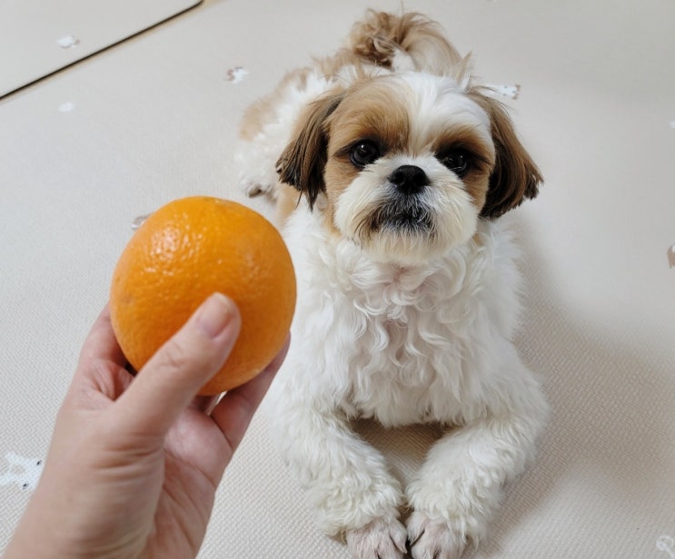  강아지 오렌지 및 주스 먹어도 되나요? 체크할 것 3가지
