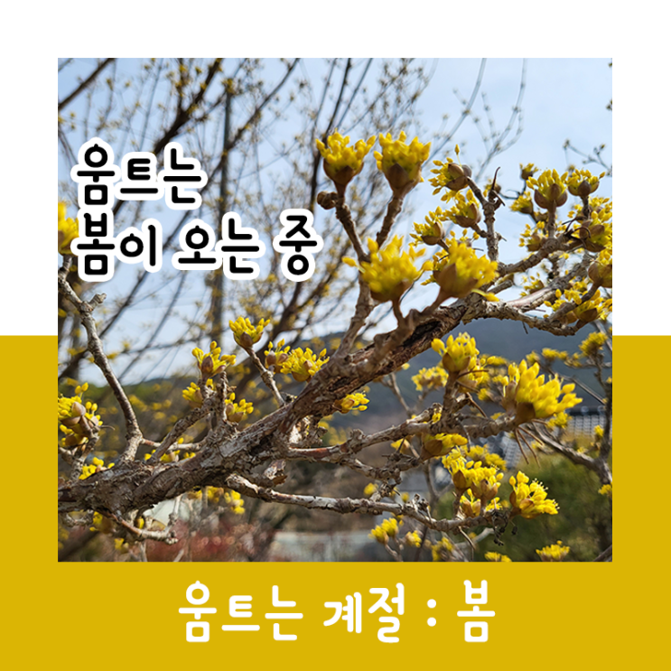  움이 트는 계절 : 봄