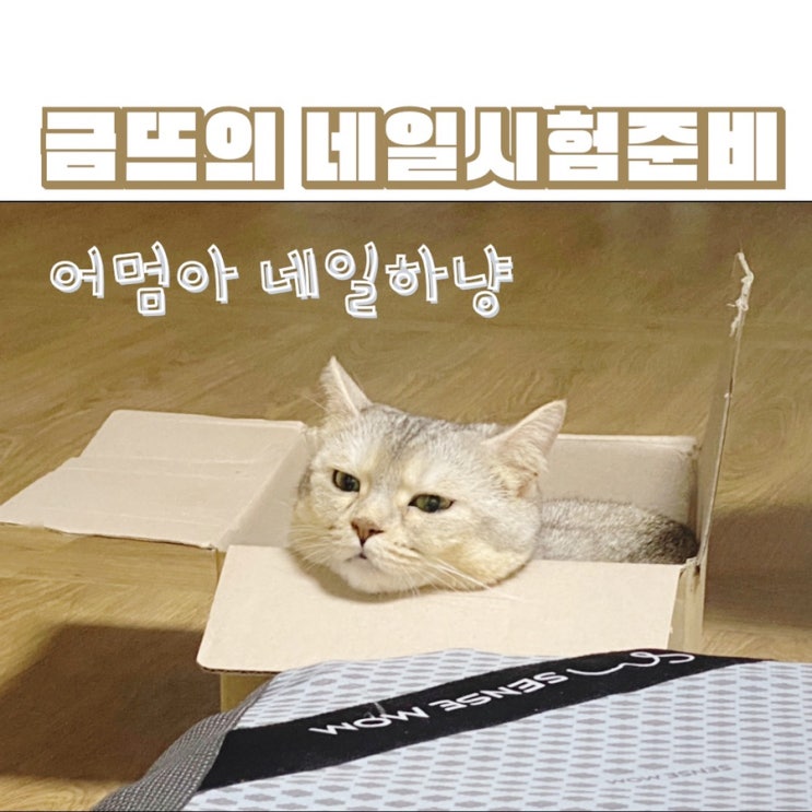 네일 배우는 여자 / 올X뷰티에서 1:1개별수업으로 배워요!(국비 아니에요)