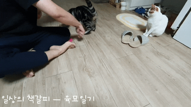  <2인2묘 라이프> 2022. 3. 7.~10. 따로 또 같이