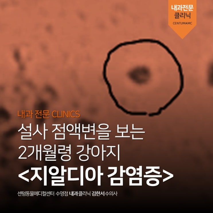 2개월령 강아지 원충성 설사 - 지알디아 감염증 (Giardiasis) (부산 강아지 동물병원, 센텀동물메디컬센터 수영점)