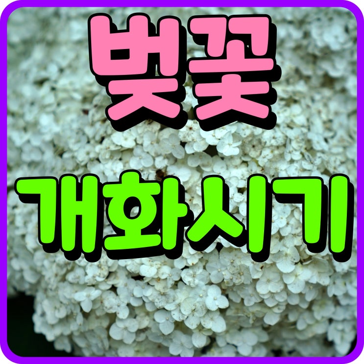  2022 벚꽃 개화시기 명소 서울 인천 청주 부산 진해 떠나볼까