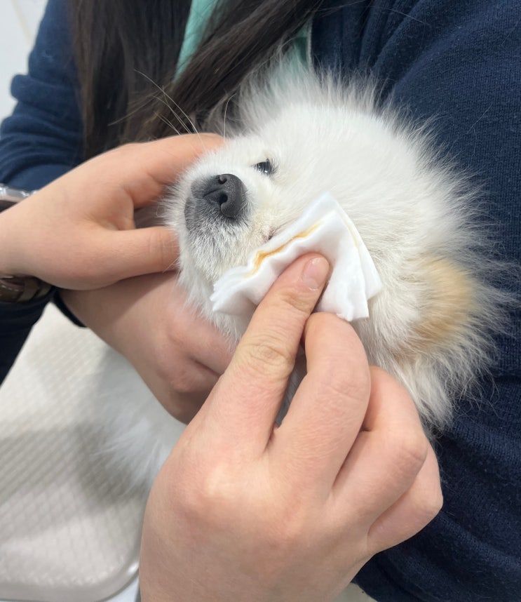  말티즈 눈물자국 동물안과 원장이 말하는 해결방법